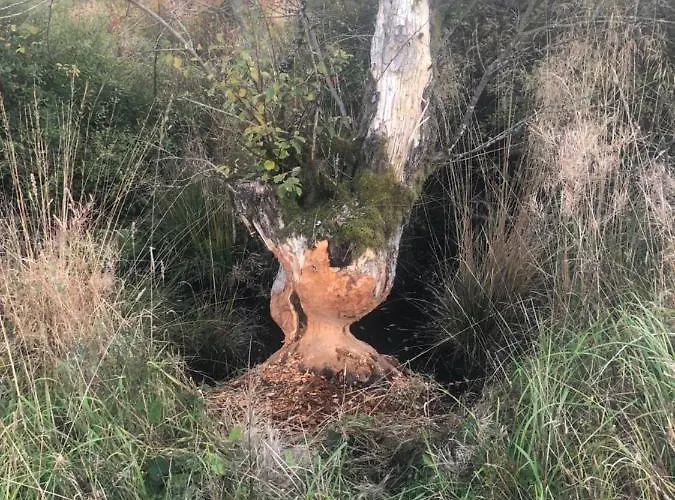 Haus An Der Rur - 5 Mitten In